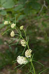 Whorled milkweed